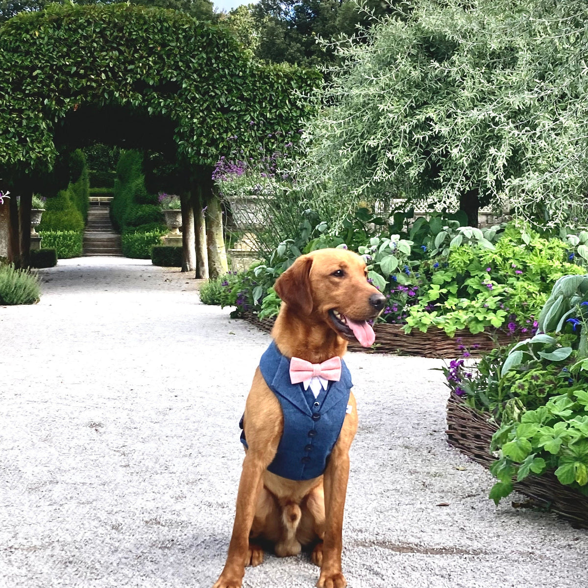 NAVY TWEED DOG TUXEDO