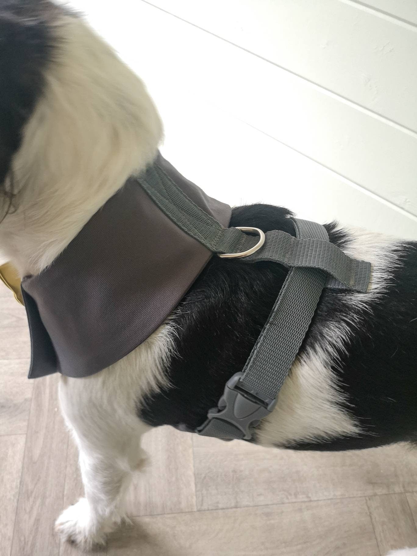 GREY DOG TUXEDO
