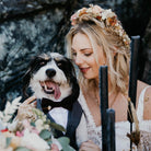 GREY DOG TUXEDO