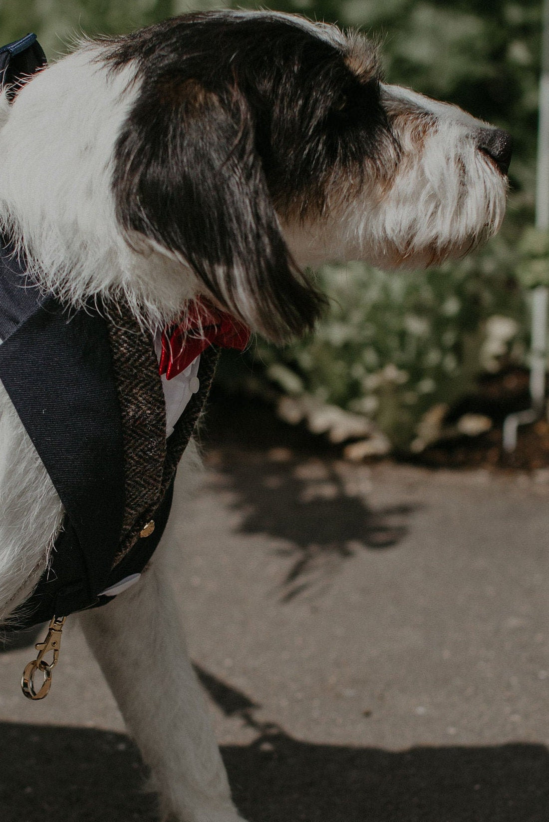 DOG RING BEARER ATTACHMENT