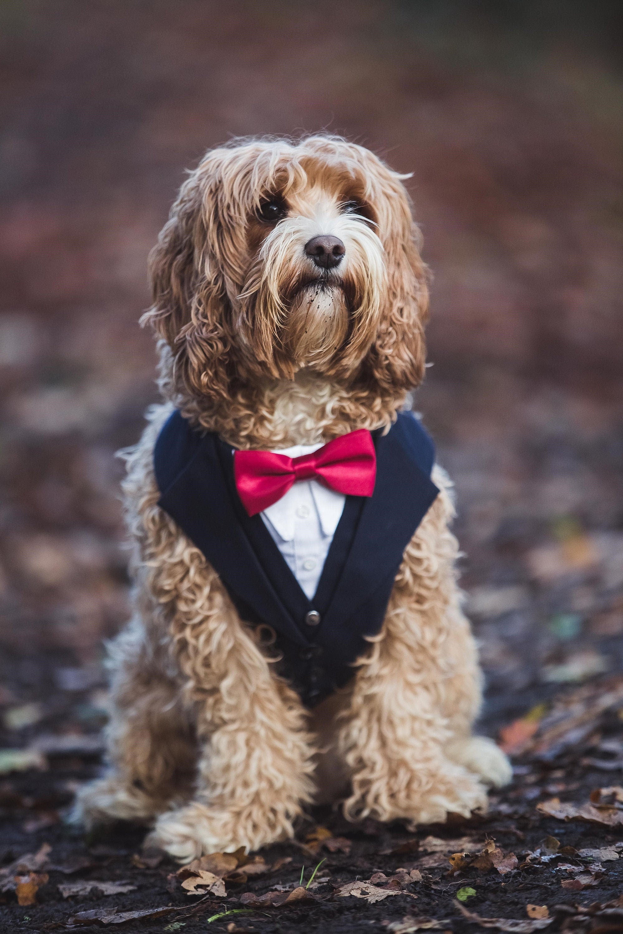 Navy Dog Tuxedo