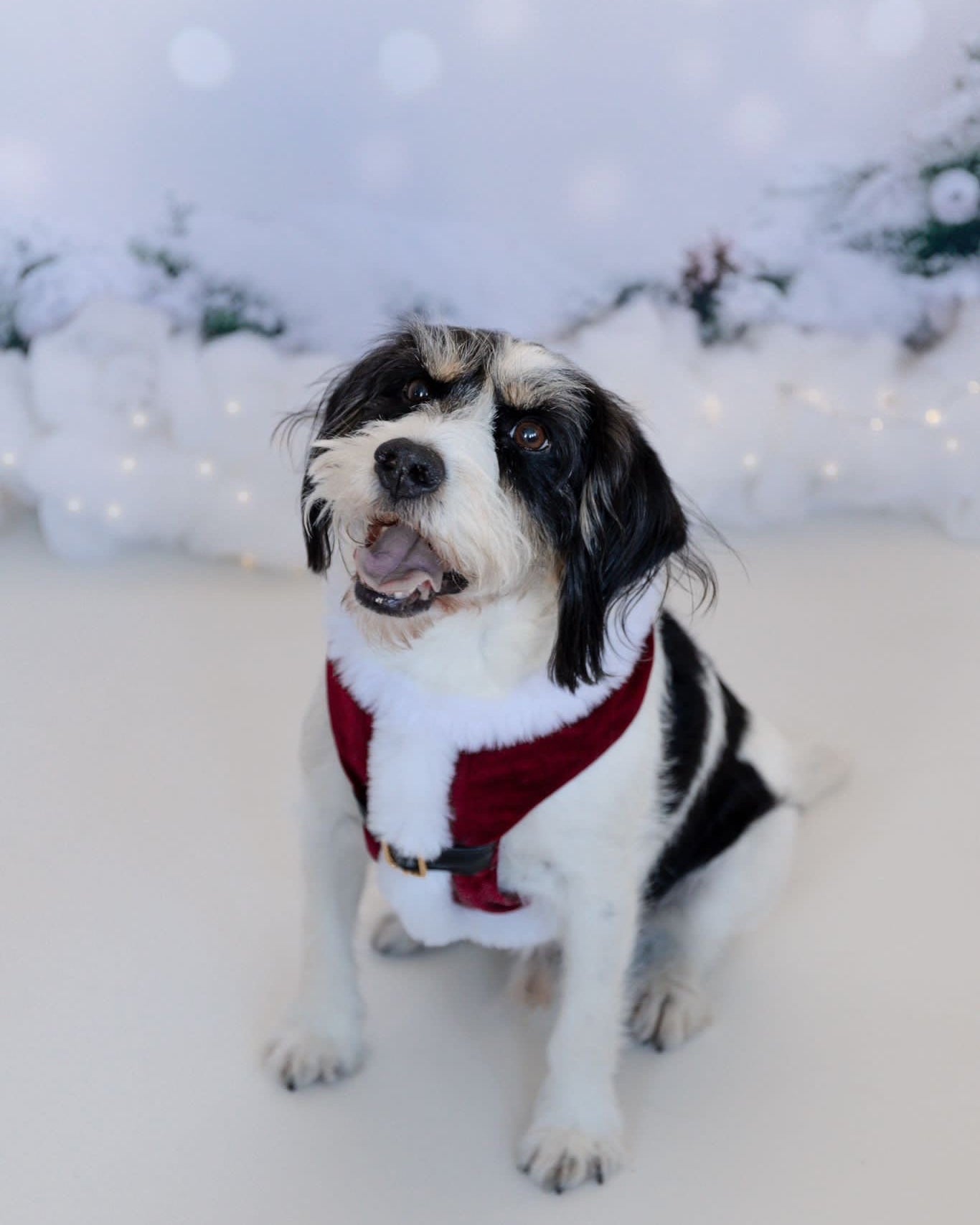 Ready to Ship - Santa Suit Harness, Christmas Suit, Christmas Harness, Tuxedo, Dog Harness, Xmas Harness, Crushed Velvet, Faux Fur