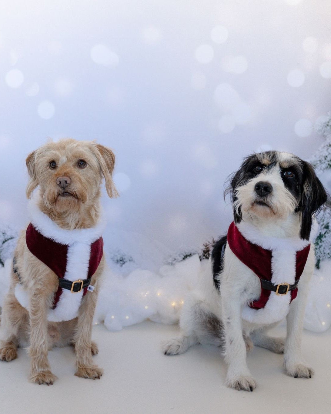 Ready to Ship - Santa Suit Harness, Christmas Suit, Christmas Harness, Tuxedo, Dog Harness, Xmas Harness, Crushed Velvet, Faux Fur
