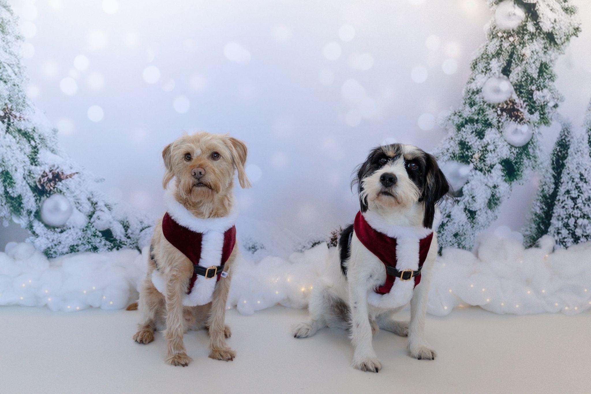 Ready to Ship - Santa Suit Harness, Christmas Suit, Christmas Harness, Tuxedo, Dog Harness, Xmas Harness, Crushed Velvet, Faux Fur