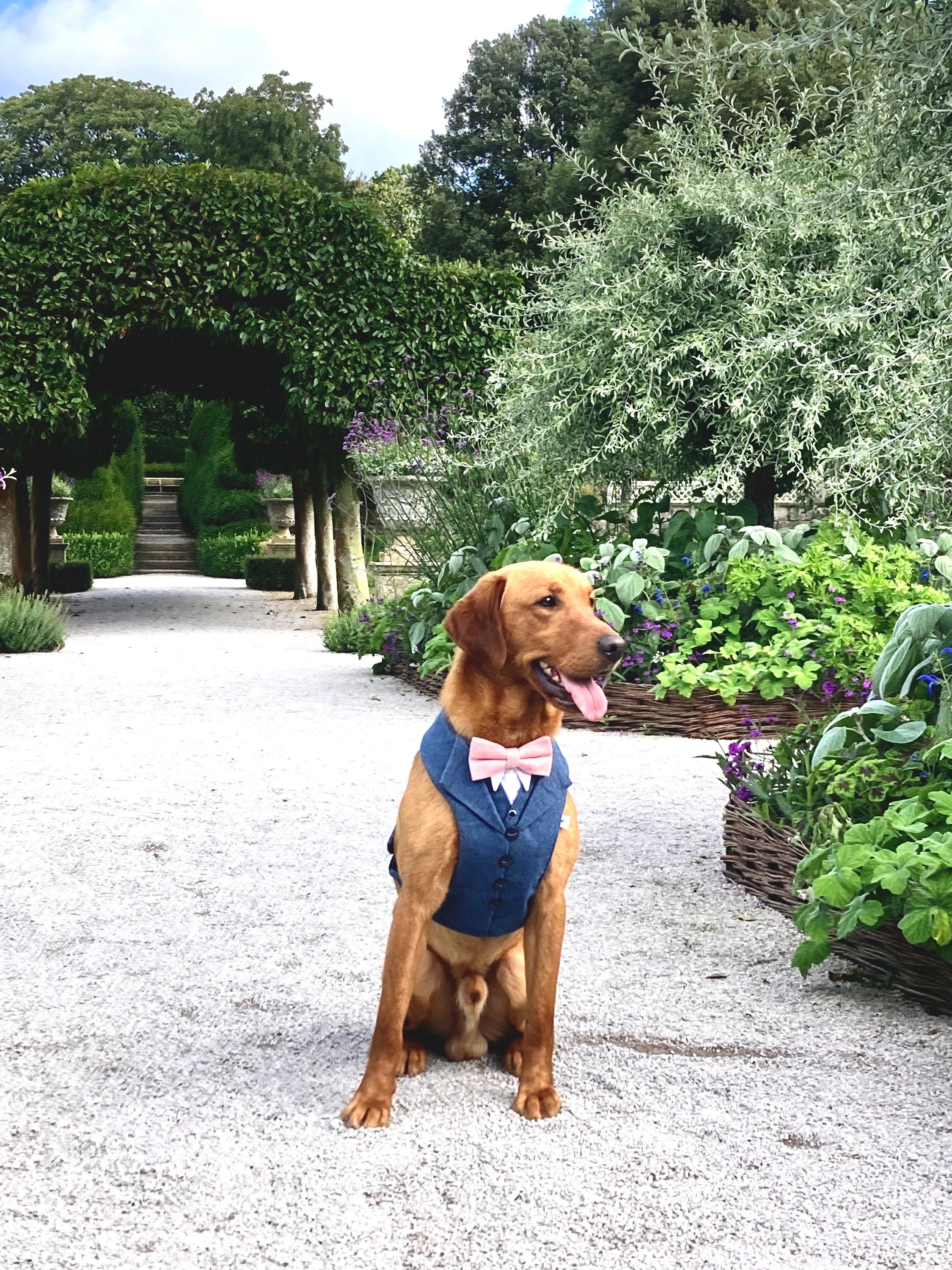 NAVY TWEED DOG TUXEDO