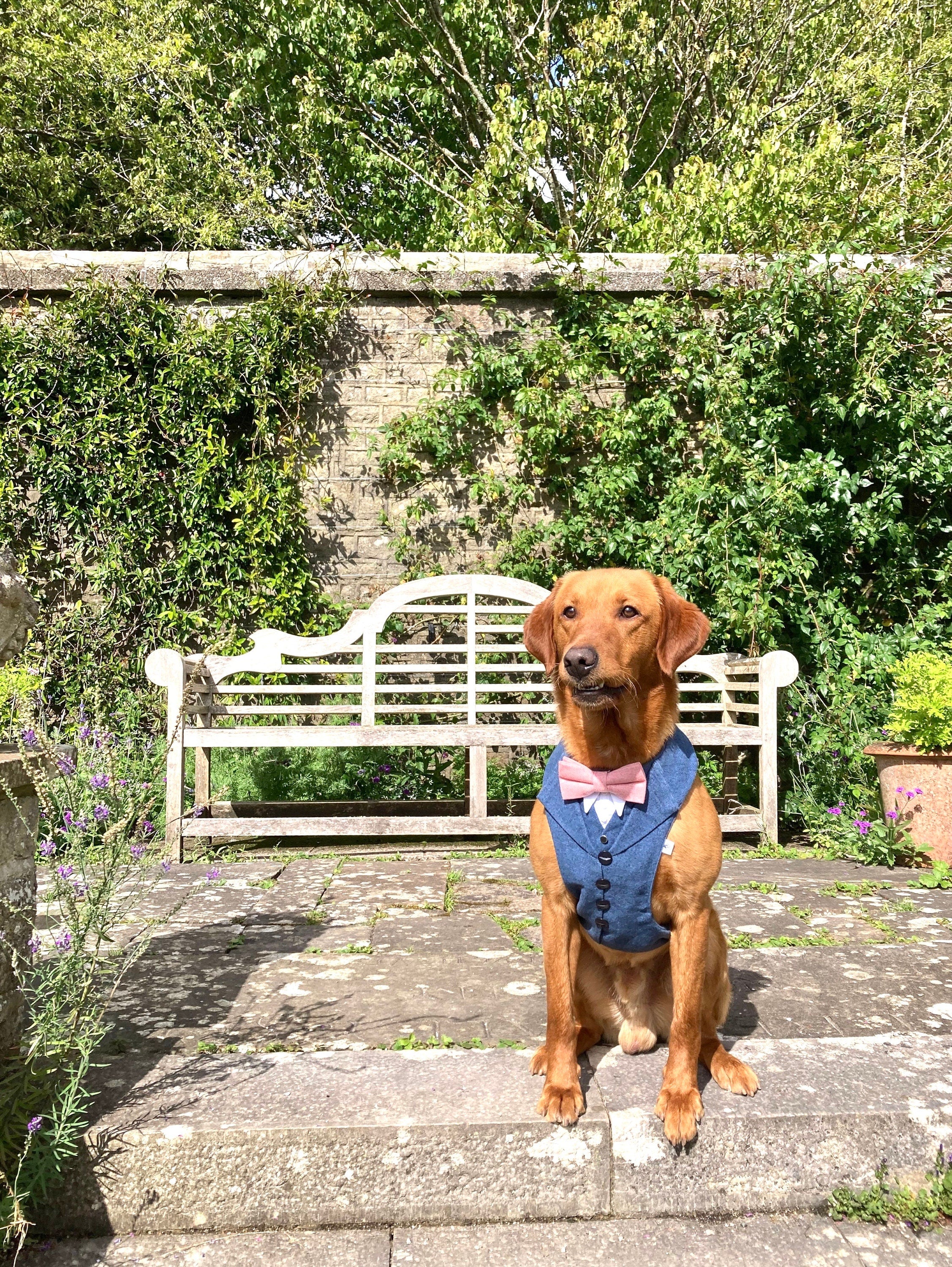 NAVY TWEED DOG TUXEDO
