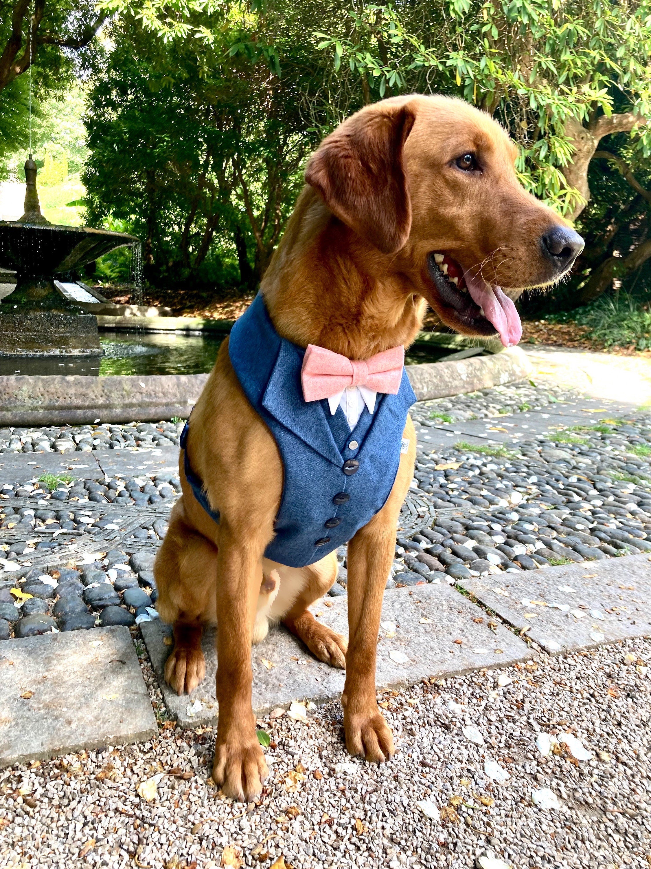 NAVY TWEED DOG TUXEDO