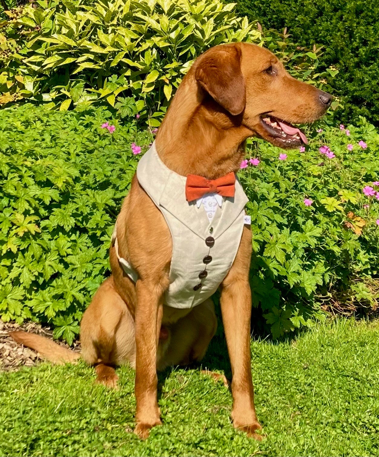 CREAM TWEED DOG TUXEDO