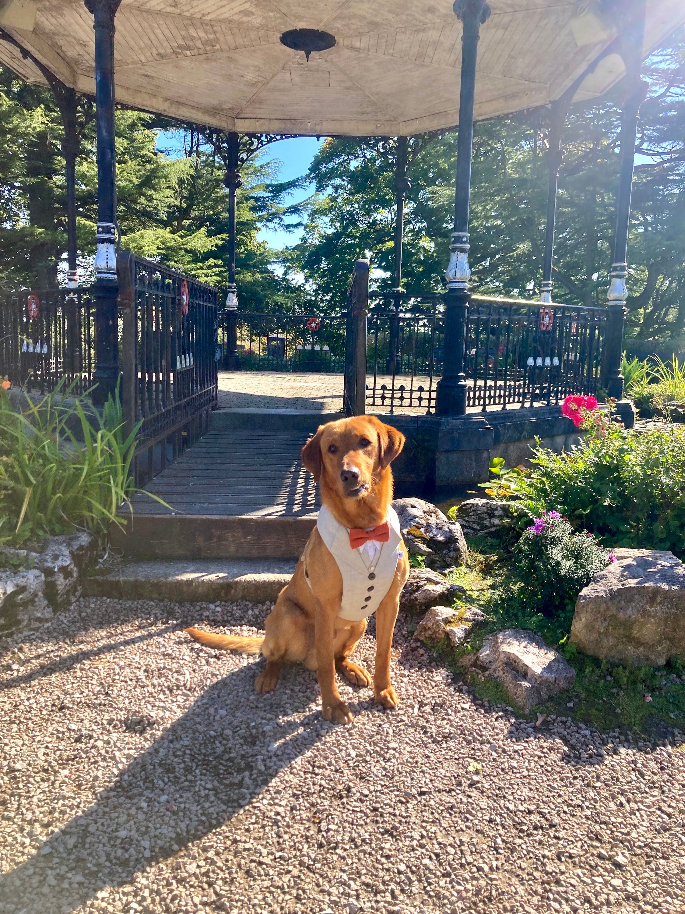 CREAM TWEED DOG TUXEDO