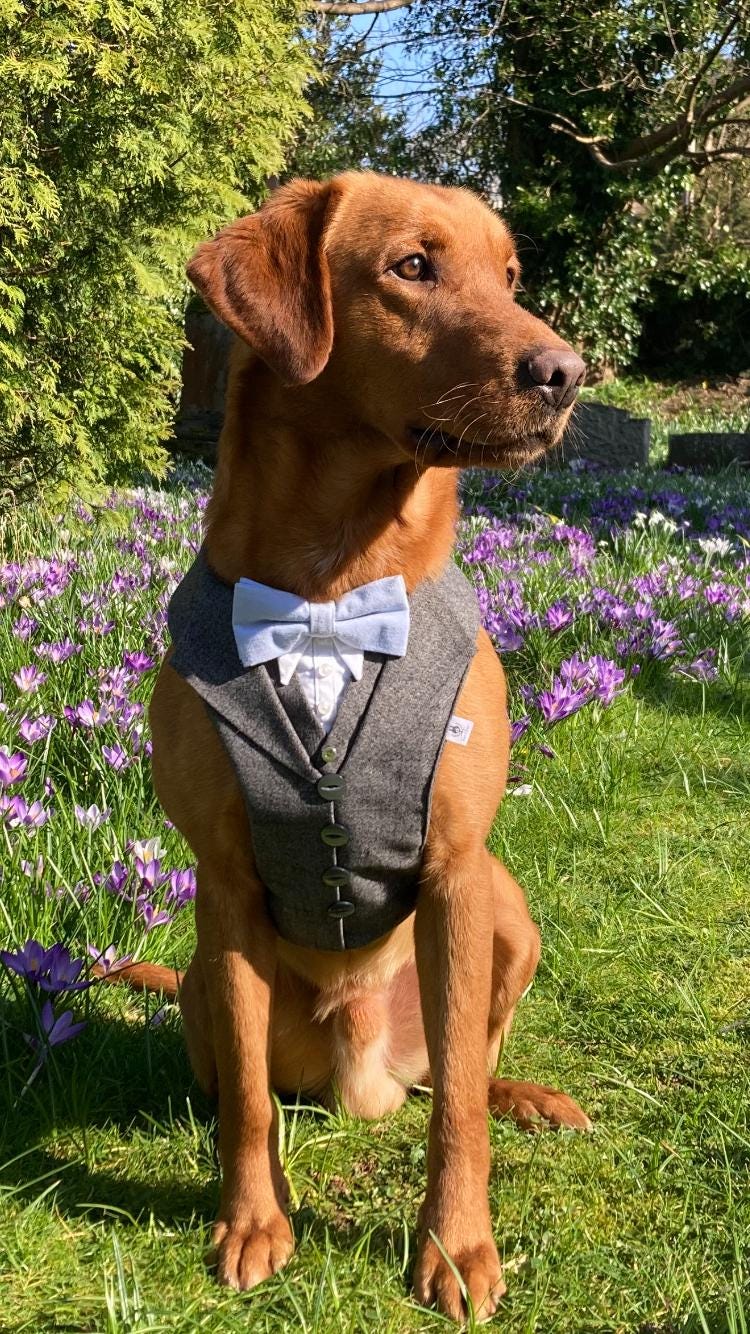 GREY TWEED DOG TUXEDO