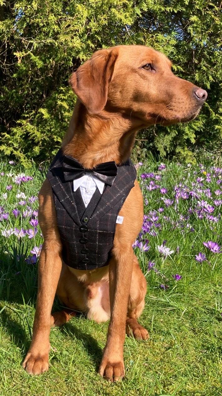 BLACK CHECK TWEED DOG TUXEDO