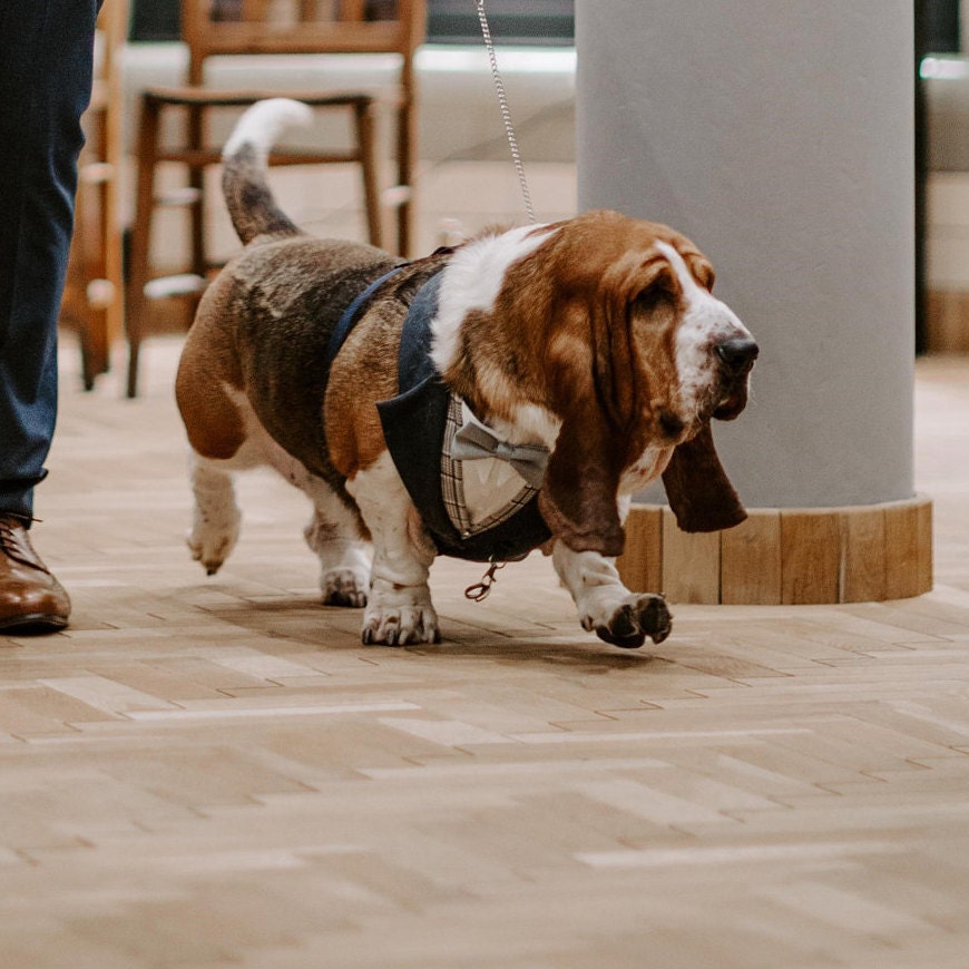 Dog harness shops for basset hounds