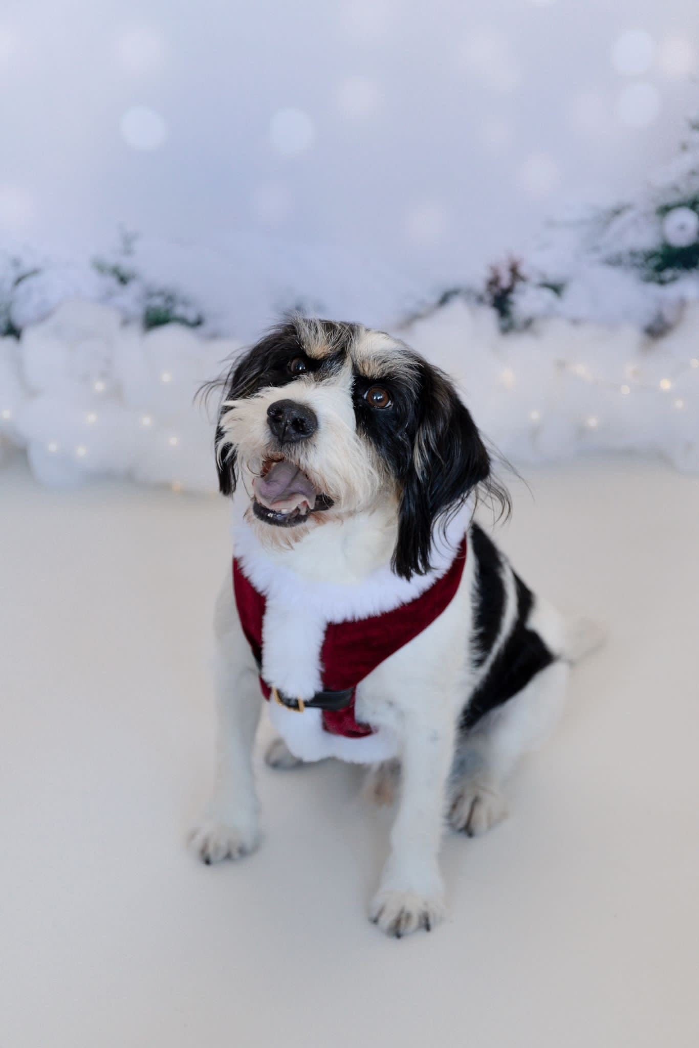 Ready to Ship - Santa Suit Harness, Christmas Suit, Christmas Harness, Tuxedo, Dog Harness, Xmas Harness, Crushed Velvet, Faux Fur